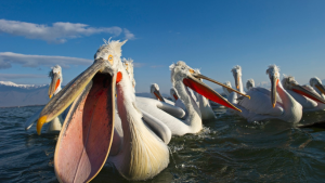 pelican mouths
