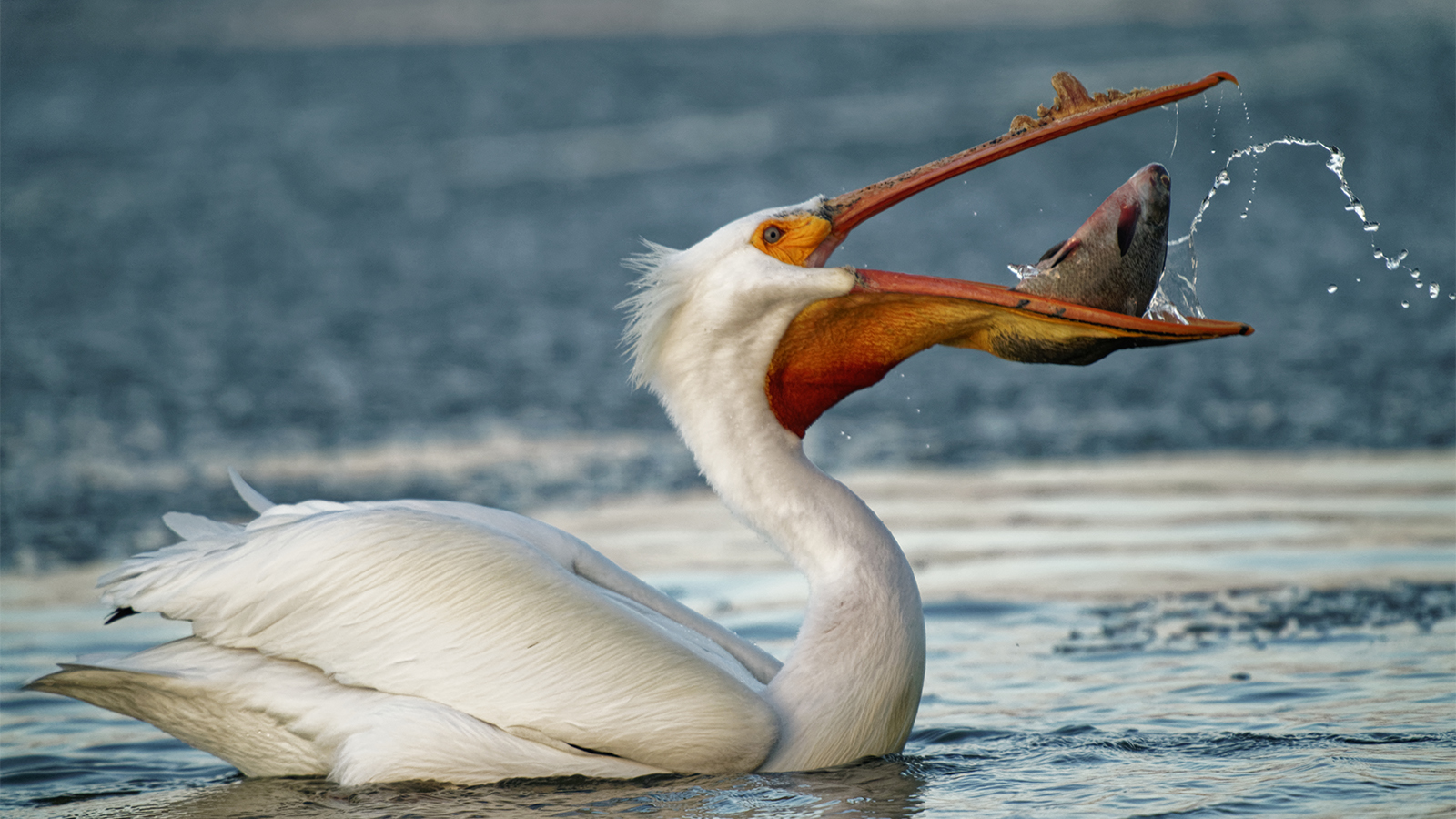 pelican mouths