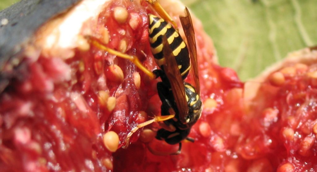 do figs contain wasps?