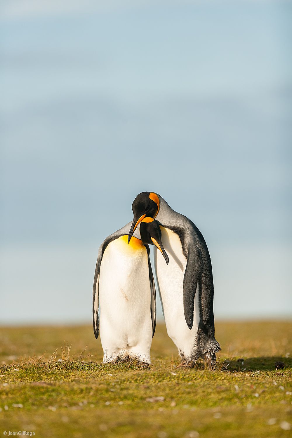 Do penguins give gifts? - Animal workshops and parties for fun
