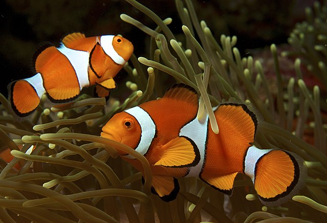 Are there transgender fish? - Animal-Club.co.uk