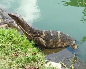 water monitor lizards