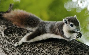 Finlayson's squirrel