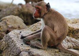 Macaques Monkeys