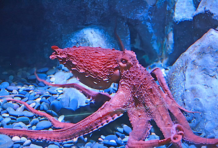 giant pacific octopi