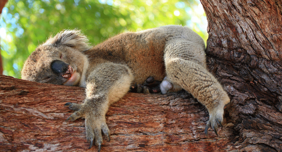 koalas sleep