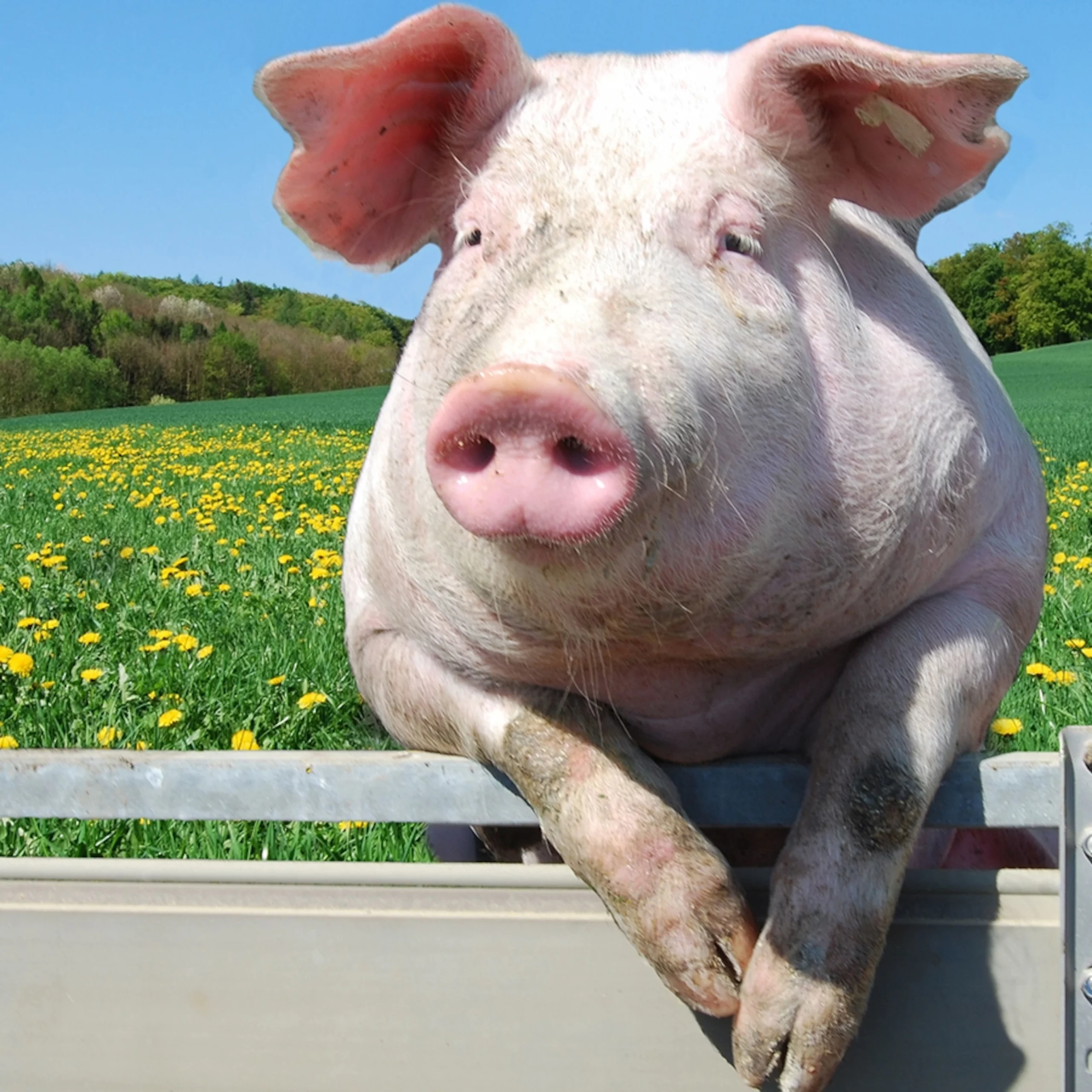 Pigs Sweat The Truth Behind The Myth Pigs Sweat The Truth Behind The Myth