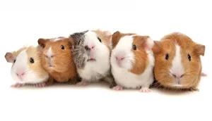 Guinea pigs