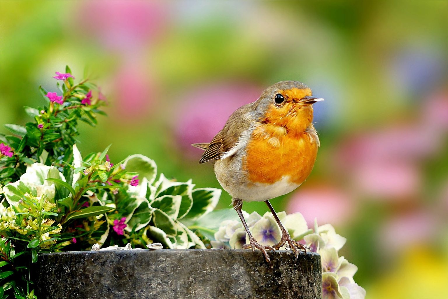 Why Do Robins Have a Red Breast?