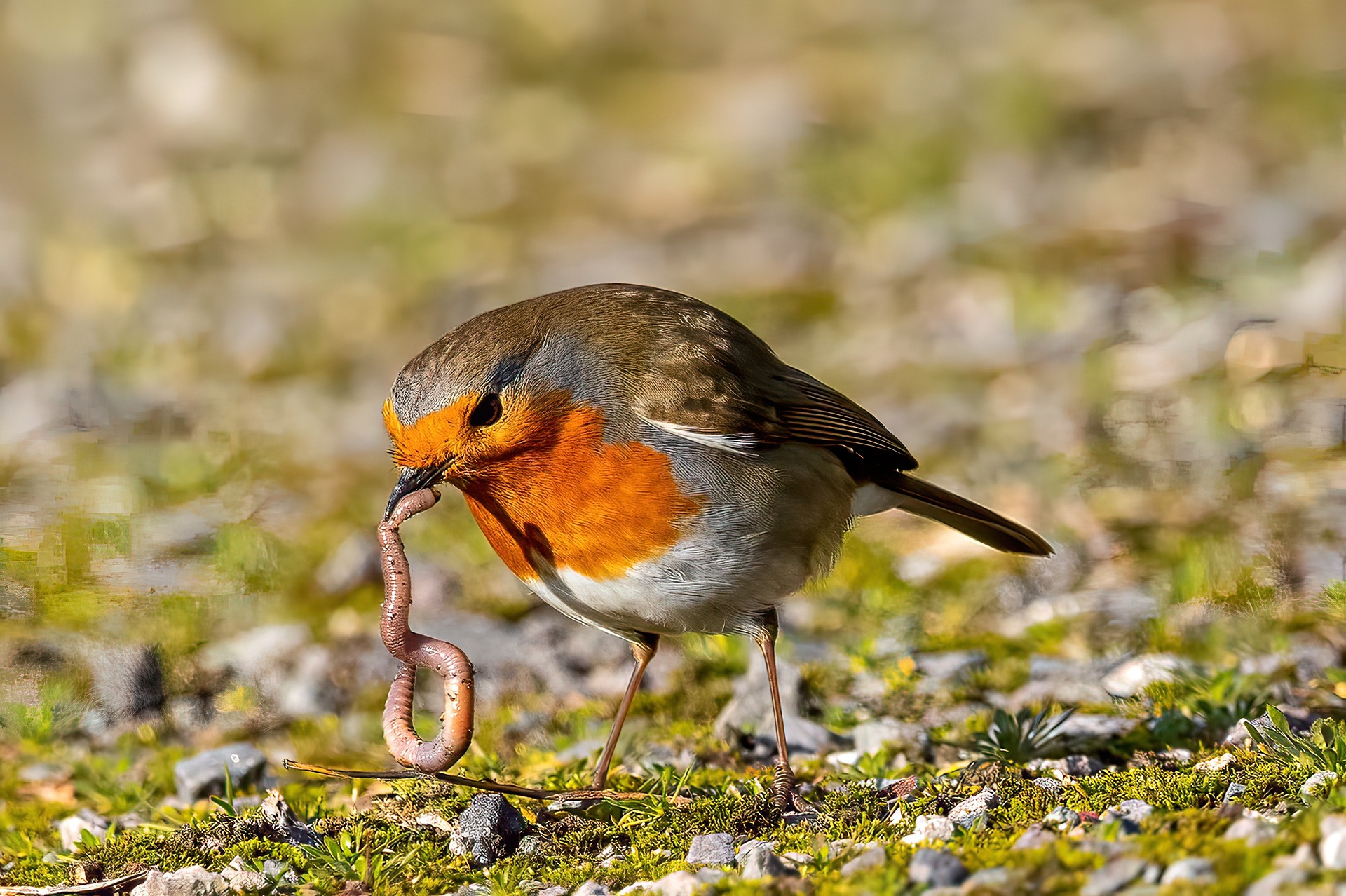 Why Do Robins Have a Red Breast?