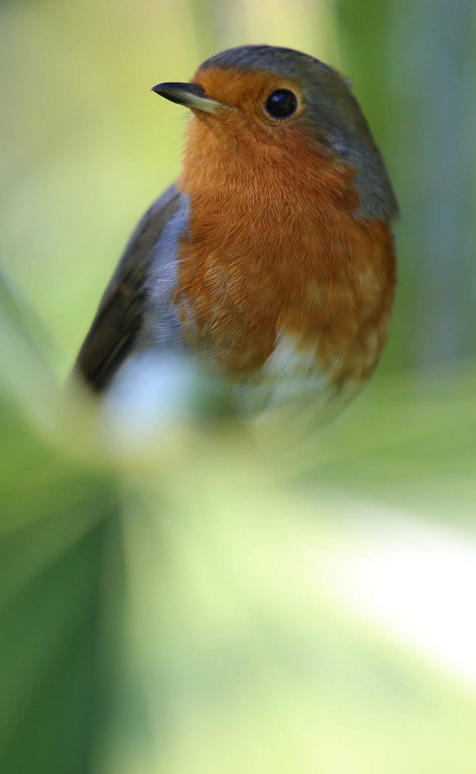 Why Do Robins Have a Red Breast?