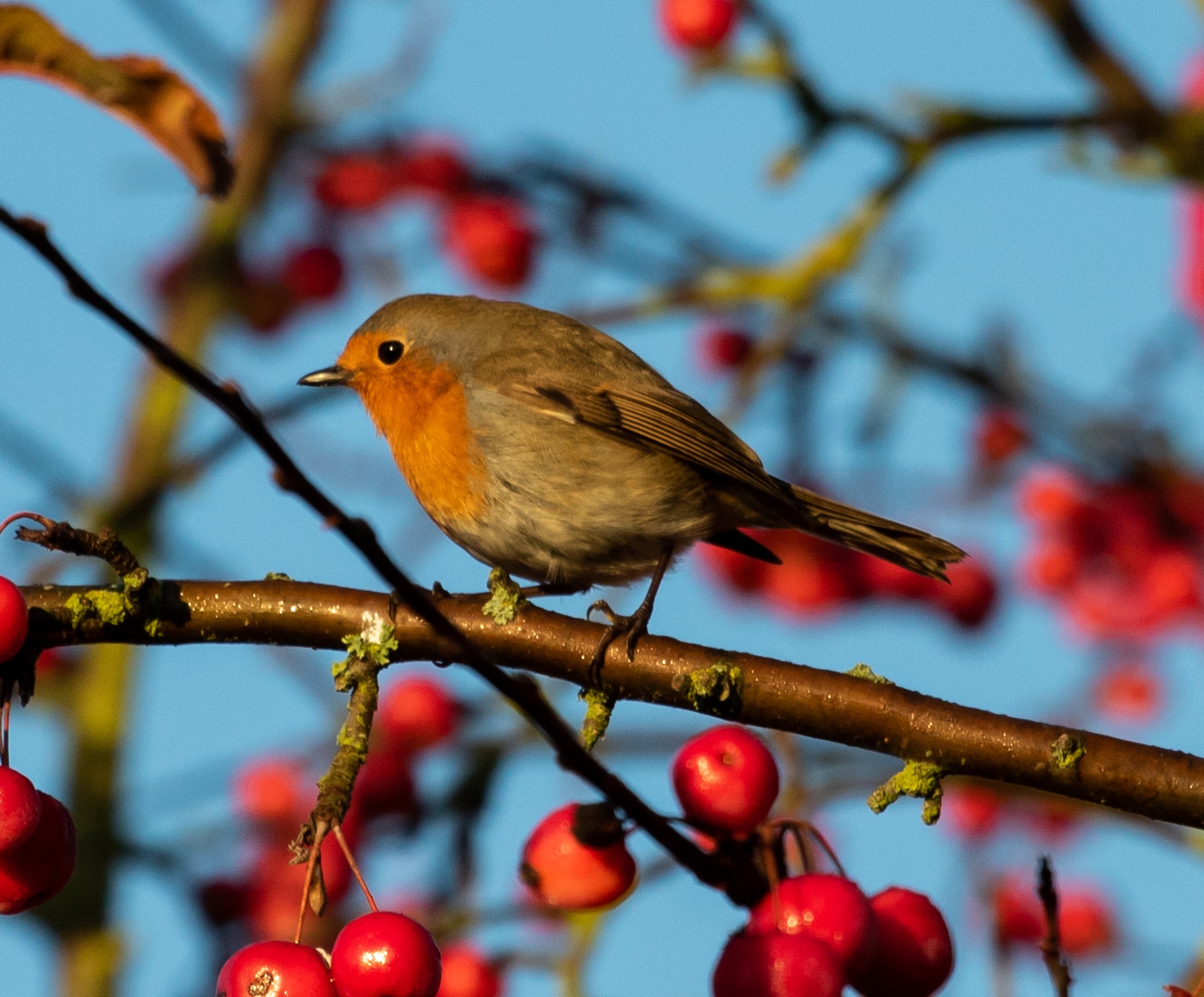 Why Do Robins Have a Red Breast?