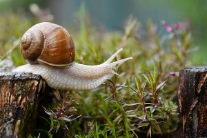 How long do snails sleep?