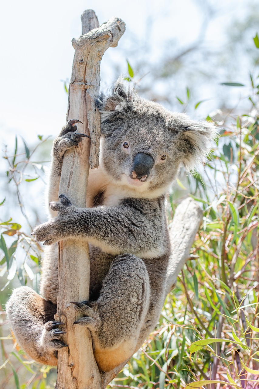 koala tree marsupial