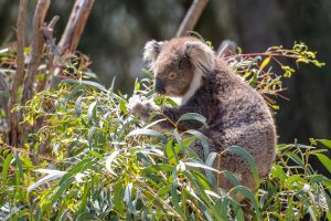 koala eucalyptus leaves