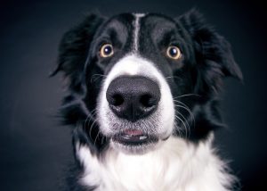 Why do dogs have wet noses?