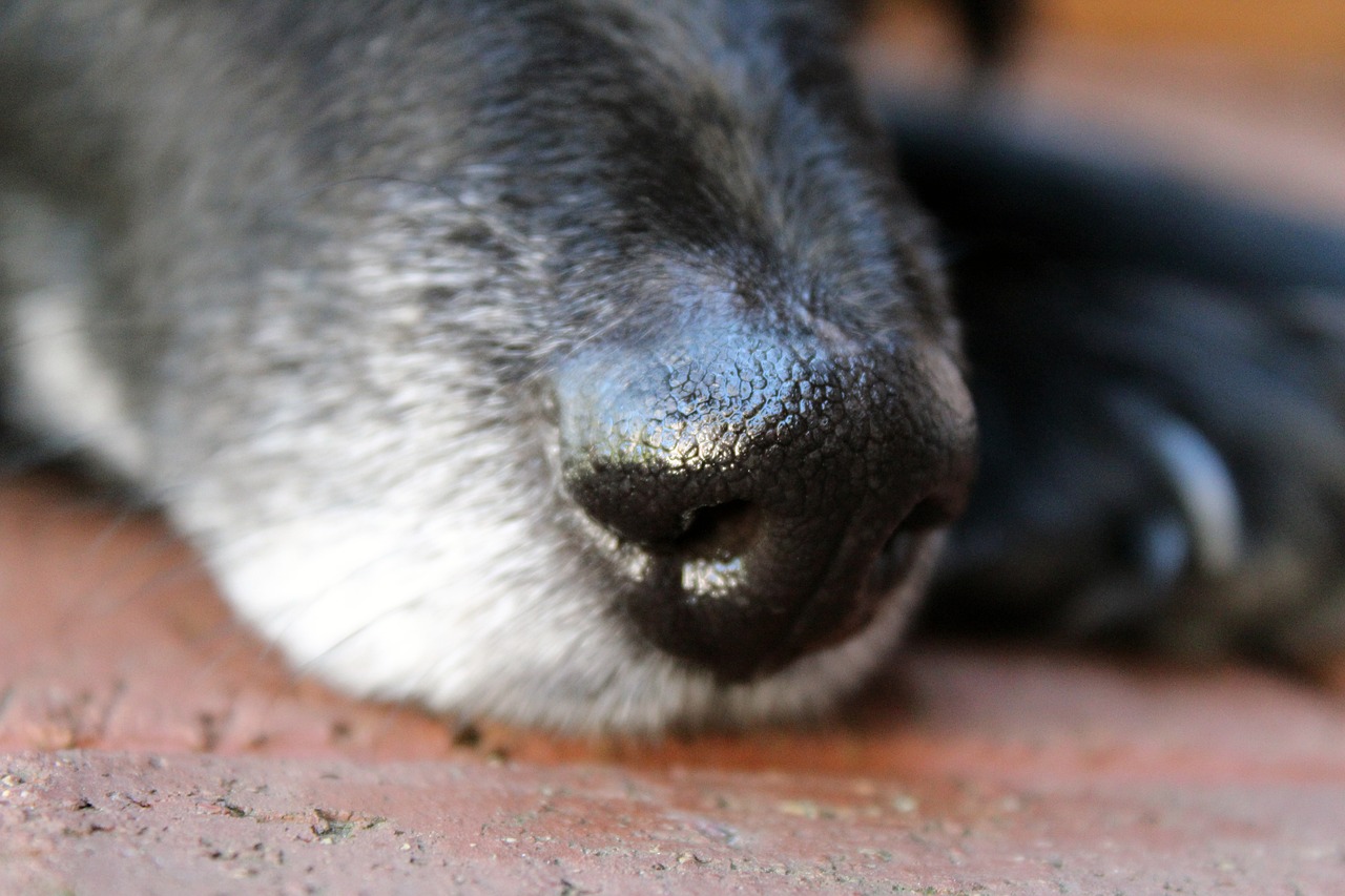 Dogs wet nose