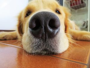 Why dogs have wet noses?