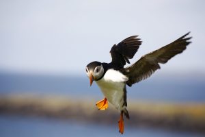 Puffins diving. Puffins can dive 60 metres. 