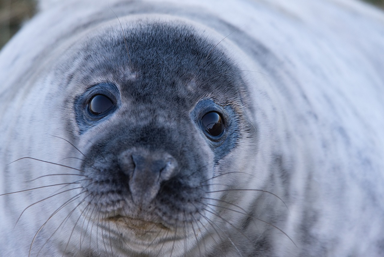 Do seals drink seawater?