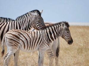 Is a zebra a horse? Zebra