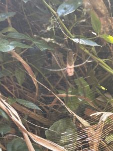 Silk Web Spider Brazil