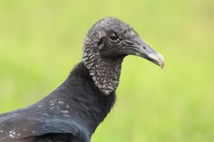 Tropical Black Vulture