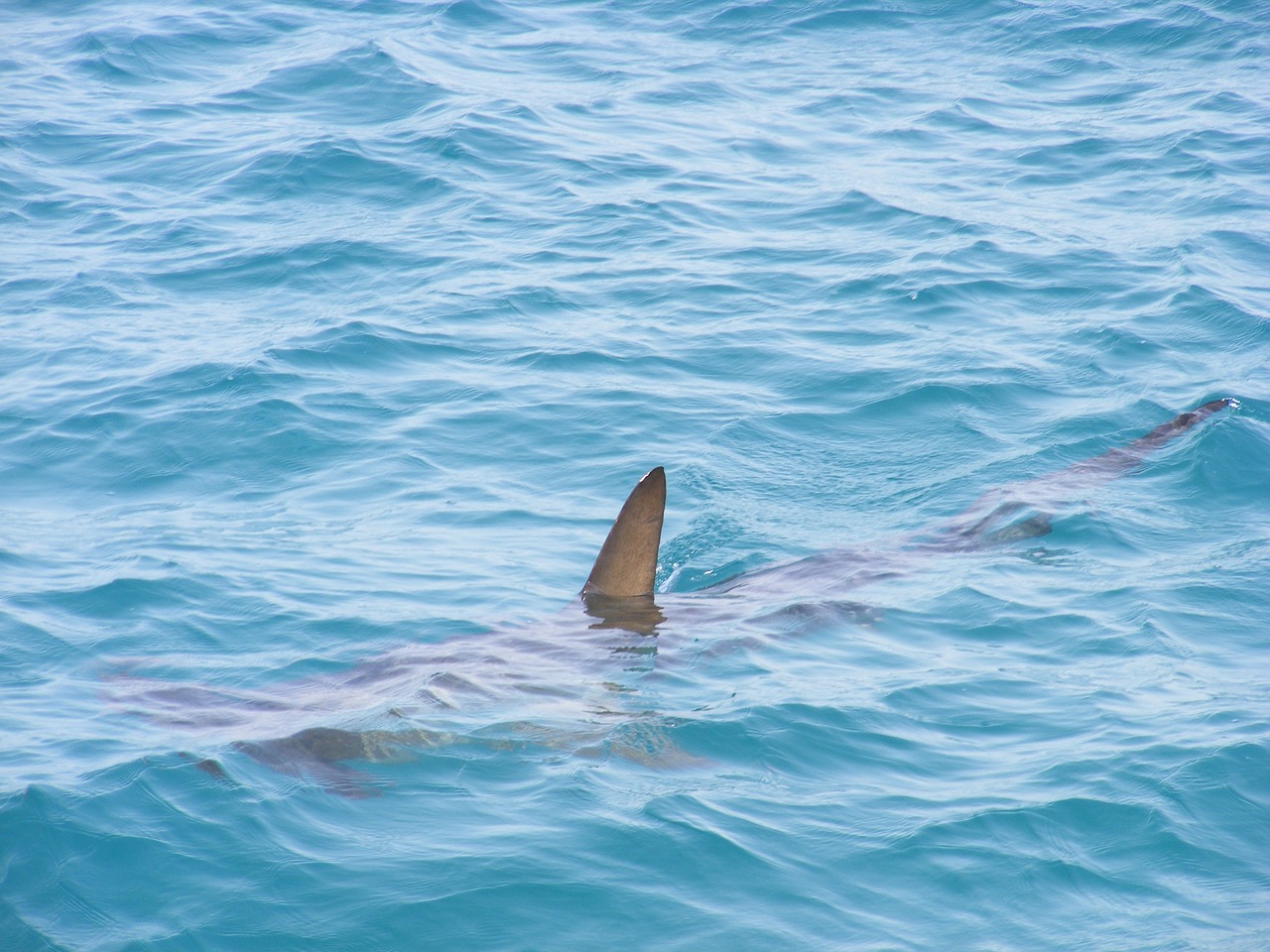 Sharks swimming backwards