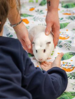 AC_guinea_pig_plain_700